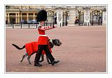 Trooping the Colour 025